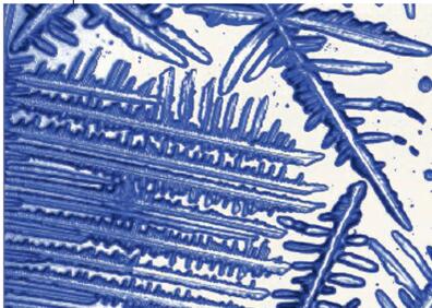 枝晶生长成的Im薄膜光学显微镜图