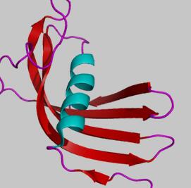 软蜱免疫调节唾液Cystatin晶体结构